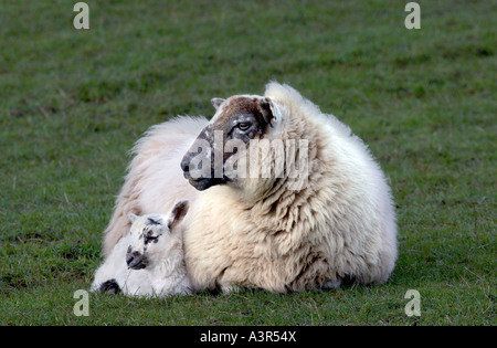 Scottish blackface pecore proteggere il suo lamb dagli elementi in un pascolo nelle Highlands della Scozia durante il mese di aprile Foto Stock