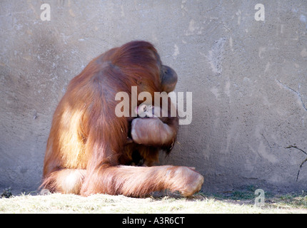 Baby orangutan con la madre Foto Stock