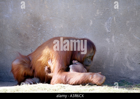 Baby orangutan con la madre Foto Stock