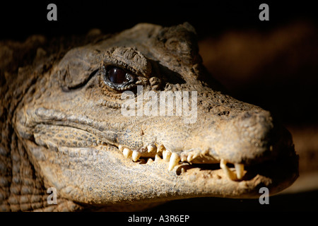 West African Dwarf Crocodile (Osteolaemus tetraspis tetraspis) Foto Stock