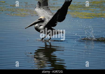 Brown pelican Pelecanus occidentalis in arrivo per un atterraggio Foto Stock