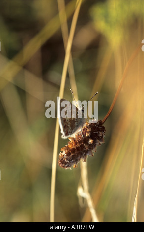 Argento blu chiodati Plebejus argus Butterfly Foto Stock