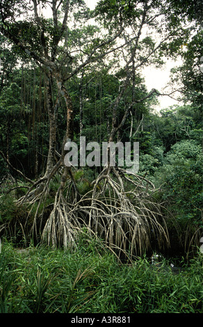 Alberi di mangrovie che mostra le radici strombato Pongara Parco Nazionale sulla costa atlantica del Gabon Africa occidentale Foto Stock