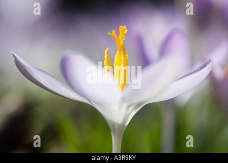 Molla bianco Crocus crocus vernus Albiflorus Foto Stock