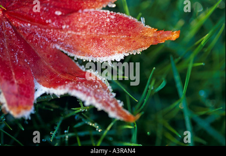 Acer palmatum leaf Foto Stock