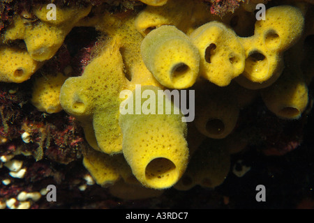 Spugna Haliclona sp Seopsom isola Jeju fare corea del sud est del mare Foto Stock