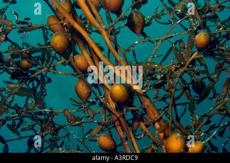 Kelp Sargassum yendoi Seopsom isola Jeju fare corea del sud est del mare Foto Stock