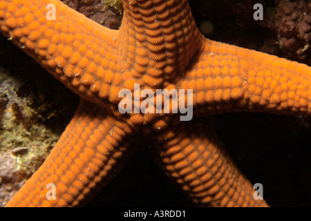 Seastar Certonardoa semiregularis Seopsom isola Jeju fare corea del sud est del mare Foto Stock