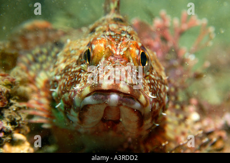 Il pesce Sebastiscus marmoratus Seopsom isola Jeju fare corea del sud est del mare Foto Stock