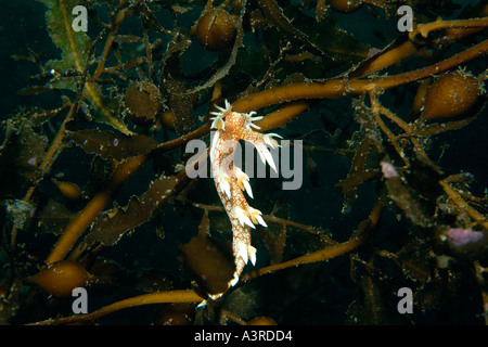 Nudibranch su kelp Bornella stellifer Seopsom isola Jeju fare corea del sud est del mare Foto Stock