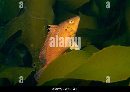 Cocktail wrasse Pteragogus flagellifer arroccato su di kelp Munsom isola Jeju fare corea del sud est del mare Foto Stock