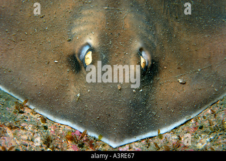 Seppia stingray Urolophus aurantiacus Munsom isola Jeju fare corea del sud est del mare Foto Stock