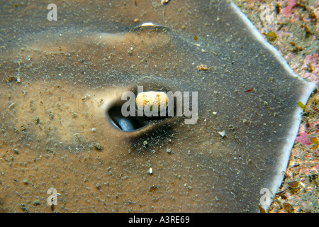 Seppia stingray Urolophus aurantiacus occhio e spiracle dettaglio Munsom isola Jeju fare corea del sud est del mare Foto Stock