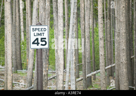 Limite di velocità segno del traffico nella parte anteriore del piedistallo di alberi della foresta nel Parco Nazionale di Yellowstone Foto Stock