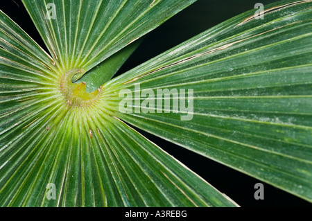 Immagine astratta di una foglia di palma Foto Stock