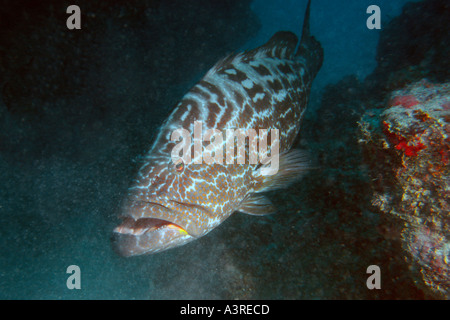 Cernia nera Mycteroperca bonaci Rosalina naufragio Abrolhos National Marine Sanctuary Bahia Brasile del Sud Atlantico Foto Stock