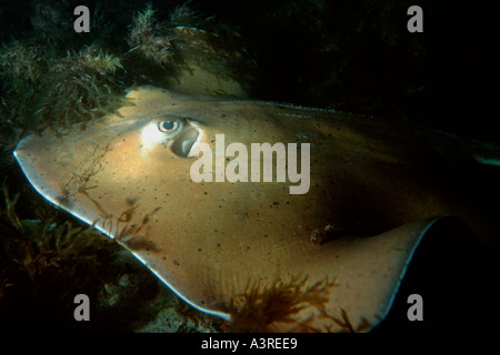 Stingray meridionale di notte Dasyatis americana Abrolhos National Marine Sanctuary Bahia Brasile del Sud Atlantico Foto Stock