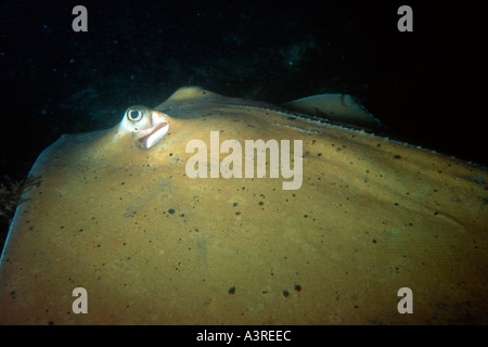 Stingray meridionale di notte Dasyatis americana Abrolhos National Marine Sanctuary Bahia Brasile del Sud Atlantico Foto Stock