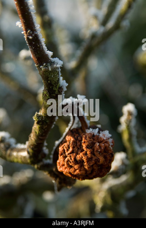 Apple wizzened marciume su un albero da frutta coperto di brina Foto Stock