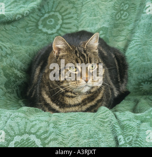 Adulto Tabby Cat su verde Foto Stock