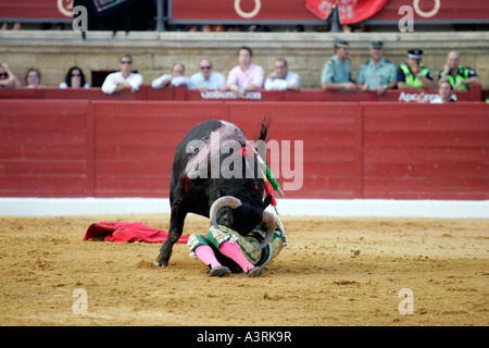 El Juli di essere catturati da torero bull non era gored né feriti Foto Stock