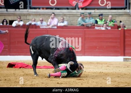 El Juli di essere catturati da torero bull non era gored né feriti Foto Stock