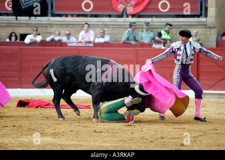 El Juli di essere catturati da torero bull non era gored né feriti Foto Stock