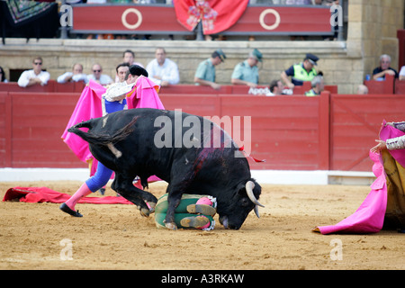 El Juli di essere catturati da torero bull non era gored né feriti Foto Stock