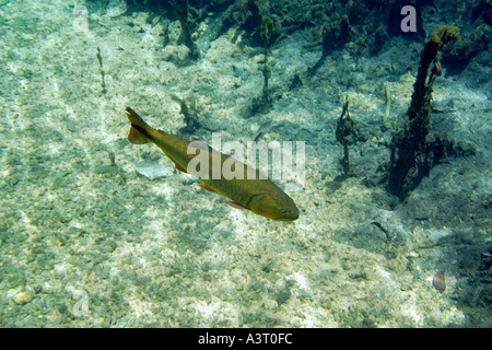 Dourado Salminus brasiliensis naturale di acqua dolce primavera preservare Prata fiume Bonito Mato Grosso do Sul in Brasile Foto Stock