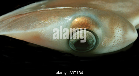 Live smerlata hammerhead Sphyrna lewini pup dettaglio dell'occhio e pori electroreceptive Ampolle di Lorenzini Kaneohe Bay Hawaii Foto Stock