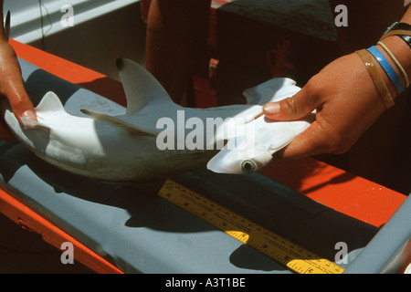 Live smerlata hammerhead Sphyrna lewini pup essendo misurata per la ricerca scientifica Kaneohe Bay Oahu Hawaii USA del Pacifico del Nord Foto Stock