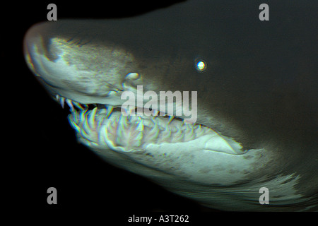 Sabbia tiger shark bocca dettaglio Carcharias taurus trovati nei mari caldi in tutto il mondo foto scattata in cattività Foto Stock