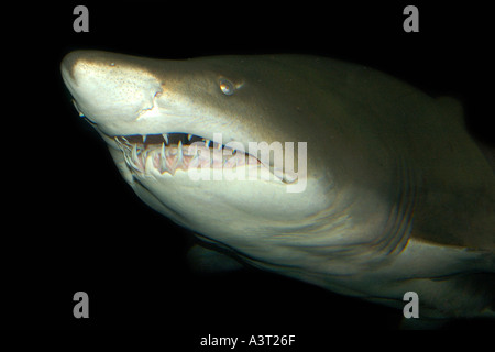 Sabbia TIGER SHARK Carcharias taurus trovati nei mari caldi in tutto il mondo foto scattata in cattività Foto Stock