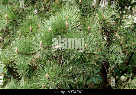 Pino settentrionale, pitch pine (Pinus rigida), il ramo con infiorescenze maschili Foto Stock