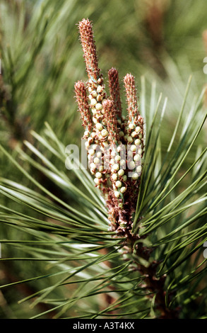 Rosso giapponese pine (Pinus densiflora), il ramo con infiorescenze maschili Foto Stock