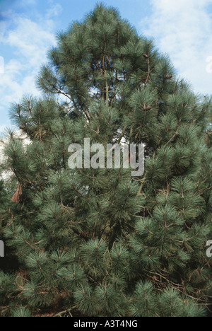 Jeffrey pine (Pinus jeffreyi), tree top Foto Stock