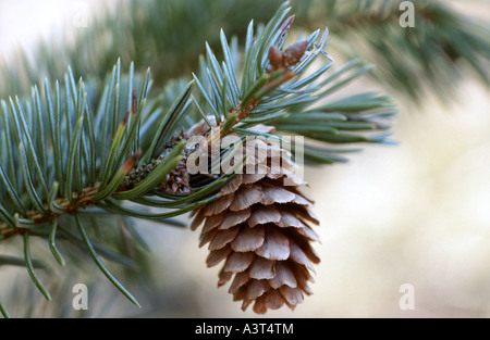 Sitka Abete (Picea sitchensis), il ramo con un cono Foto Stock