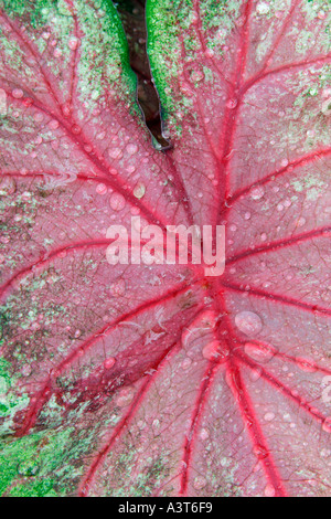 Dewdrops sulla foglia Caladium Foto Stock