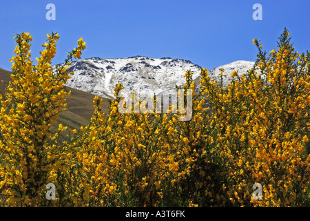 Scopa fiorente di fronte montagne innevate, Nuova Zelanda, Central Otago Foto Stock