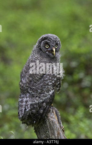 Grande grigio allocco (Strix nebulosa), giovane, Finlandia Foto Stock