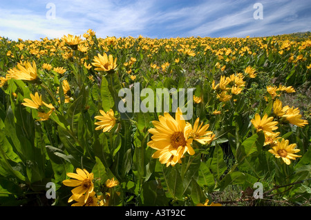 Stati Uniti Idaho Boise campo pedemontana del giallo arrowleaf balsamroot fiori fiori selvatici Foto Stock