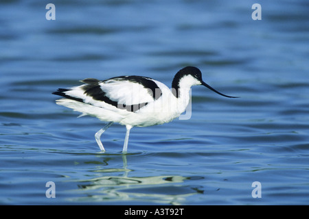 Pied avocet (Recurvirostra avosetta), ai giovani in cerca di cibo in acqua, Germania Foto Stock