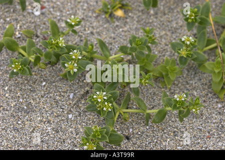 Sandwort mare, mare chickweed (Honckenya peploides), fioritura Foto Stock