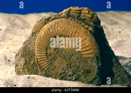 Ammonite Foto Stock