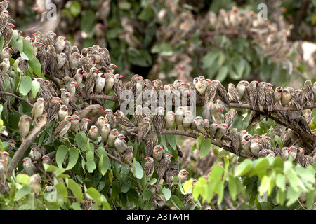 Rosso-fatturati quelea (Quelea quelea), gregge in appoggio, Namibia Foto Stock