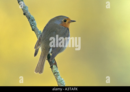 Unione robin (Erithacus rubecula), seduto su un ramo, in Germania, in Renania settentrionale-Vestfalia Foto Stock