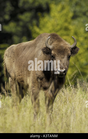 Il bisonte europeo, wisent (Bison bonasus), mucca su un prato Foto Stock