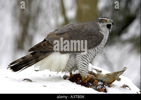 Astore (Accipiter gentilis), in preda, Finlandia, Lohja Foto Stock