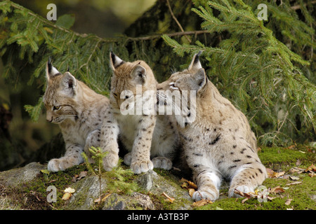 Eurasian (Lynx Lynx lynx), femmina con due cuccioli, Germania Foto Stock