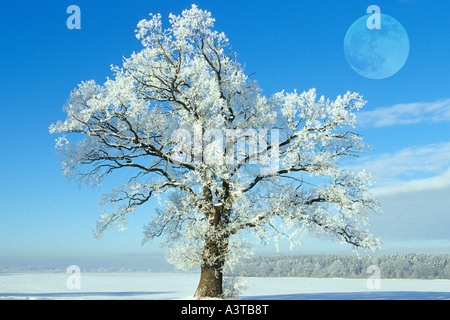 Rovere (Quercus spec.), albero con brina contro la luna piena, Germania Foto Stock